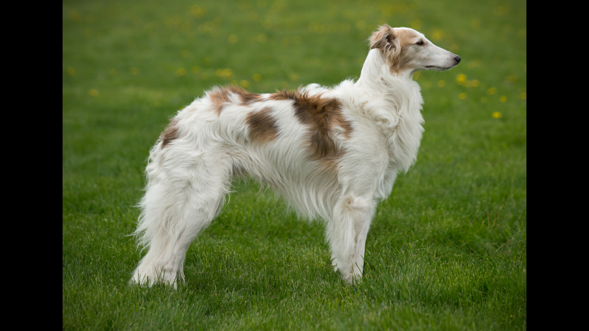 BreedingDogs/Jasper.jpg