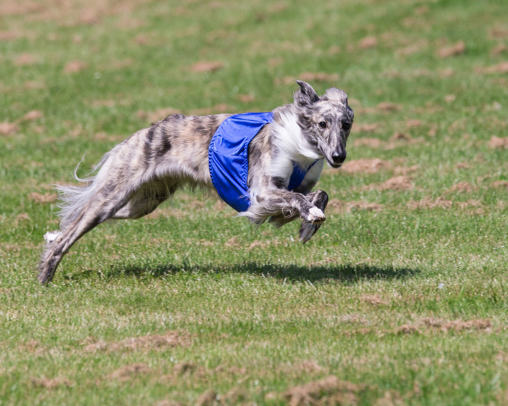 BreedingDogs/Mocha.jpg