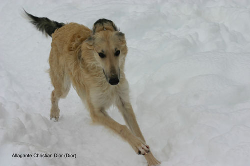 Dior/Dior_snow_2.jpg