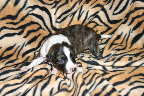 HilleviXNike2013/Day15Shelby5.jpg