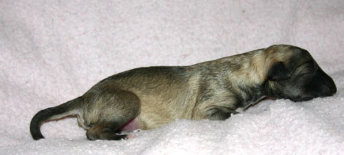 Hillevi_pups_1st.jpg