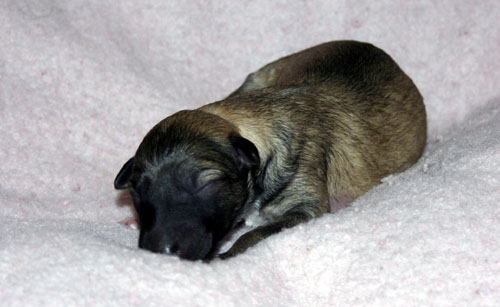 Hillevi_pups_1st_2.jpg