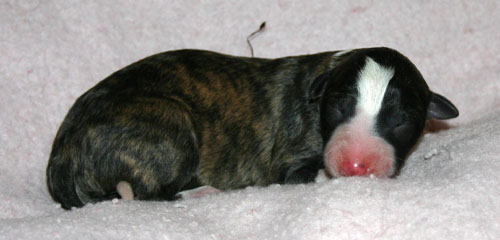 Hillevi_pups_2nd.jpg