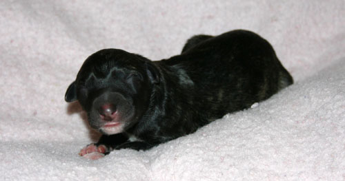 Hillevi_pups_3rd.jpg