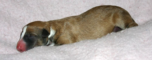 Hillevi_pups_4th.jpg