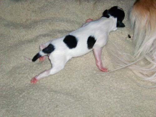 MorganXKamiah2012/1dayold009.jpg