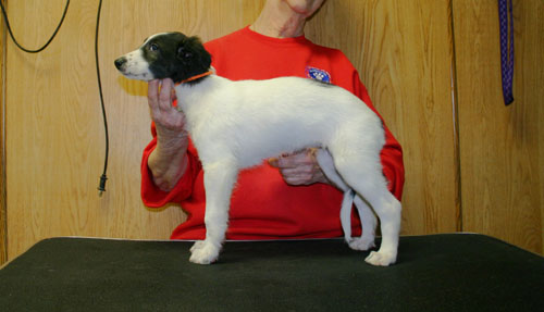 MorganXKamiah2012/Cartier_Diamond_8week3.jpg