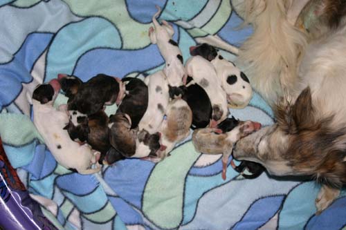 Sabrina_puppies/9_19_2009_.jpg