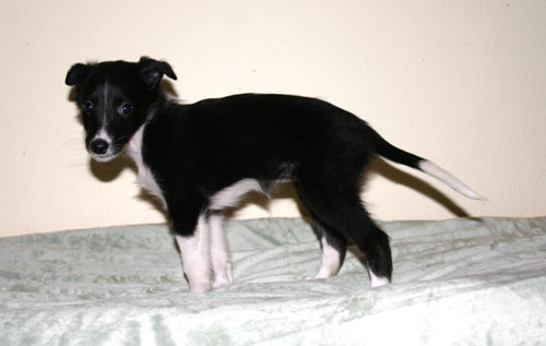 Sabrina_puppies/wk6reina1.jpg