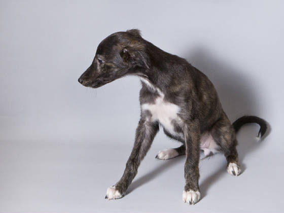 Sapphire2011litter/BeeGee_10week.jpg