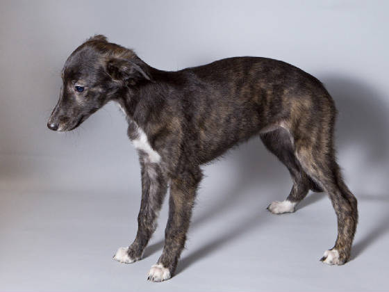 Sapphire2011litter/BeeGee_10week.jpg