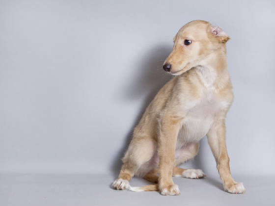 Sapphire2011litter/Eddie_10week.jpg