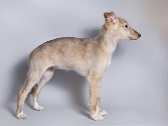 Sapphire2011litter/HiLi_10week1.jpg