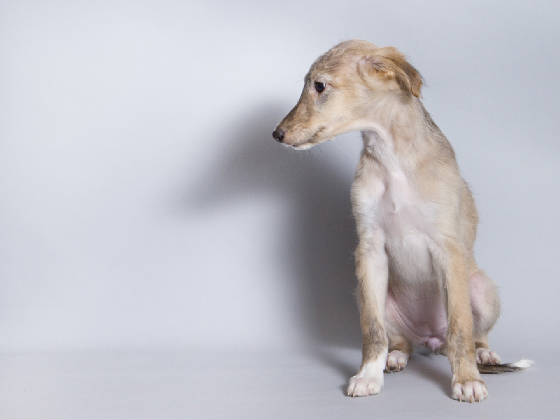 Sapphire2011litter/HiLi_10week1.jpg