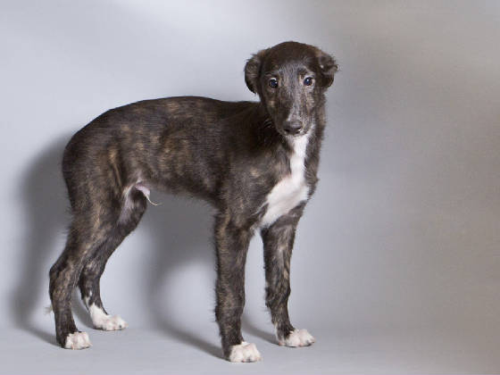 Sapphire2011litter/Oly_10week1.jpg
