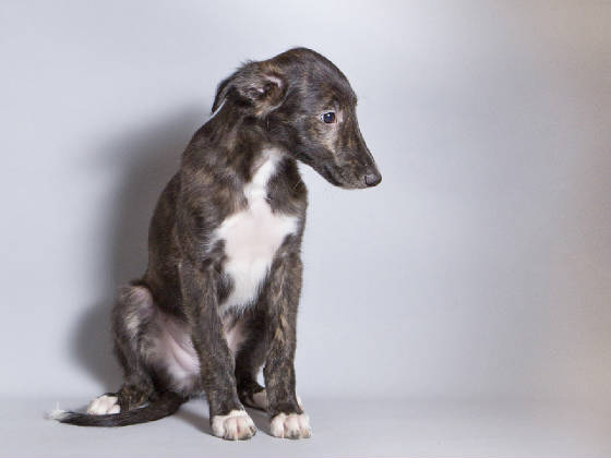 Sapphire2011litter/Oly_10week1.jpg