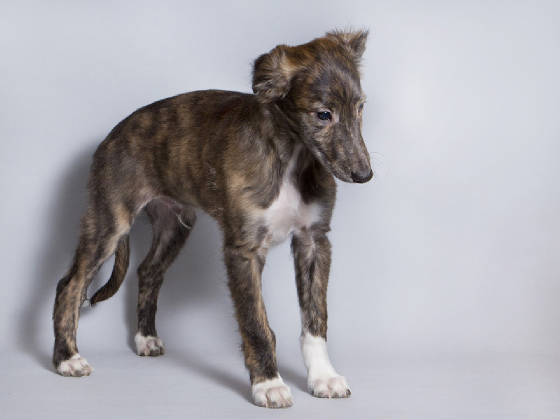 Sapphire2011litter/Stanley_10week2.jpg