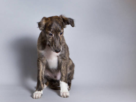 Sapphire2011litter/Stanley_10week2.jpg