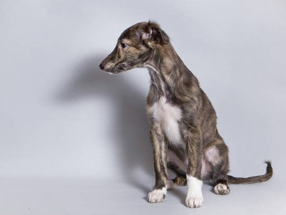 Sapphire2011litter/Stanley_10week2.jpg
