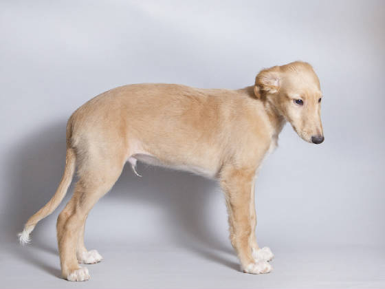 Sapphire2011litter/Vinnie_10week1.jpg