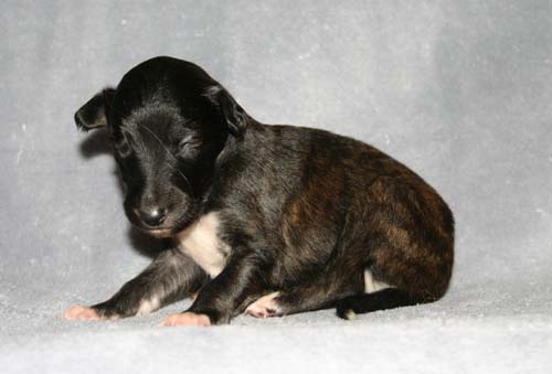 Sapphire2011litter/BeeGee_2weeks.jpg