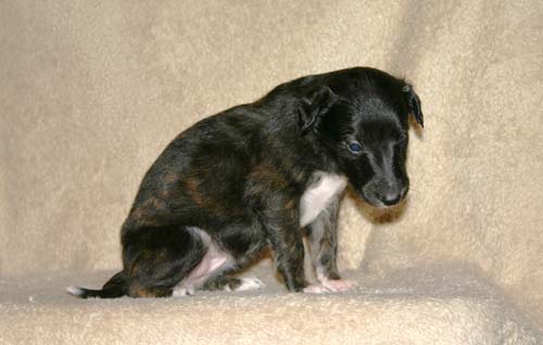 Sapphire2011litter/BeeGee_4weeks.jpg