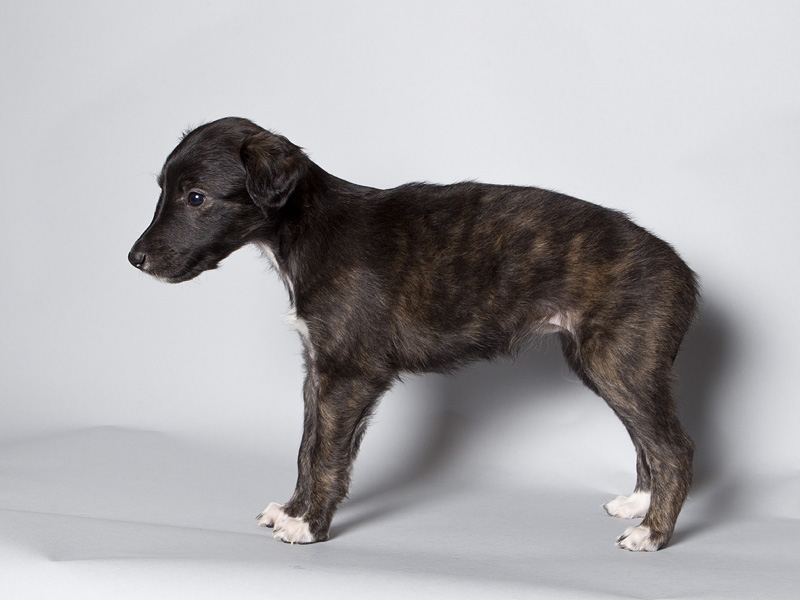 Sapphire2011litter/BeeGee_5Weeks.JPG