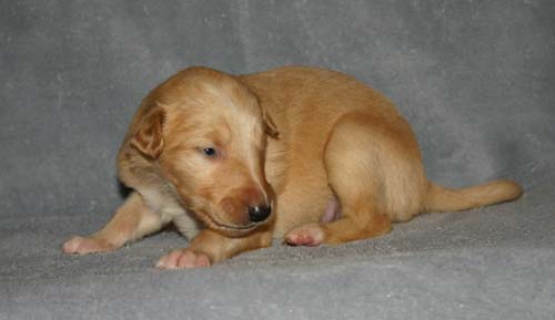 Sapphire2011litter/Eddie_2weeks.jpg