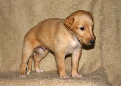 Sapphire2011litter/Eddie_4weeks.jpg