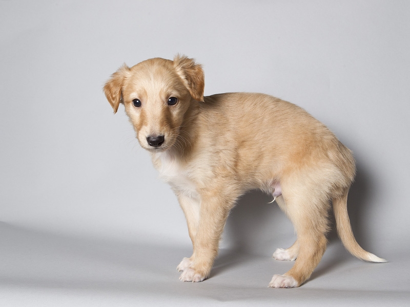 Sapphire2011litter/Eddie_5weeks.JPG