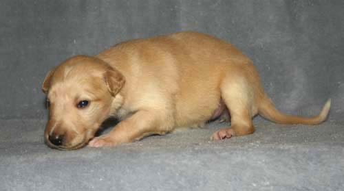 Sapphire2011litter/Goldie_2weeks.jpg