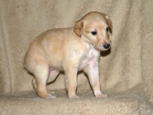 Sapphire2011litter/Goldie_4weeks.jpg
