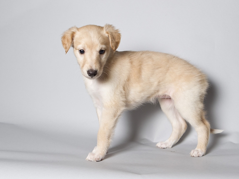 Sapphire2011litter/Goldie_5weeks1.JPG