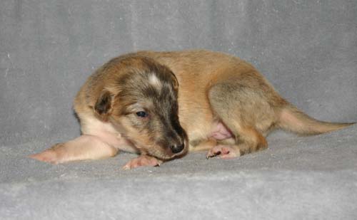 Sapphire2011litter/HIlo_2weeks.jpg