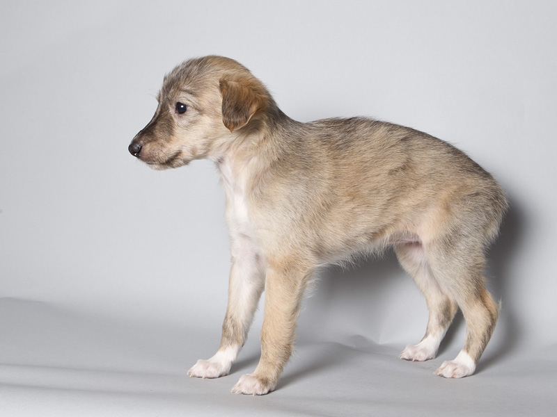 Sapphire2011litter/HiLi_5weeks.JPG