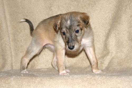 Sapphire2011litter/HiLo_4weeks1.jpg