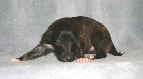 Sapphire2011litter/Hime_2weeks.jpg