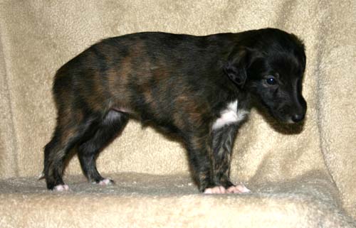 Sapphire2011litter/Hime_4weeks.jpg