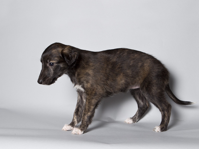 Sapphire2011litter/Hime_5weeks.JPG