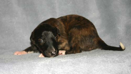 Sapphire2011litter/Oly_2weeks.jpg