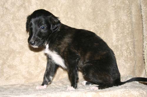 Sapphire2011litter/Oly_4weeks2.jpg