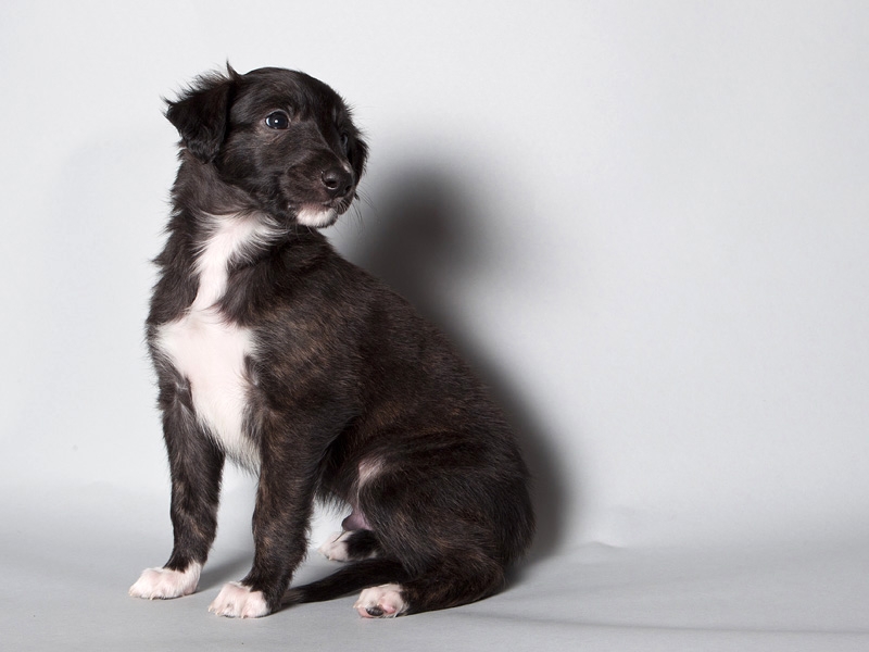 Sapphire2011litter/Oly_5weeks1.JPG
