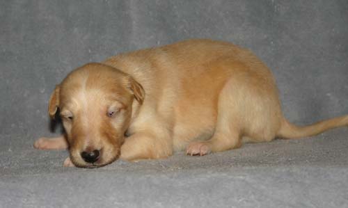 Sapphire2011litter/Randie_2weeks.jpg