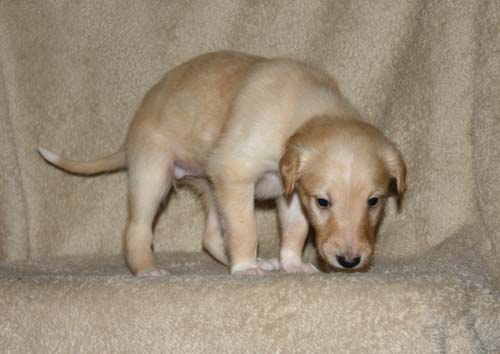 Sapphire2011litter/Randie_4weeks.jpg