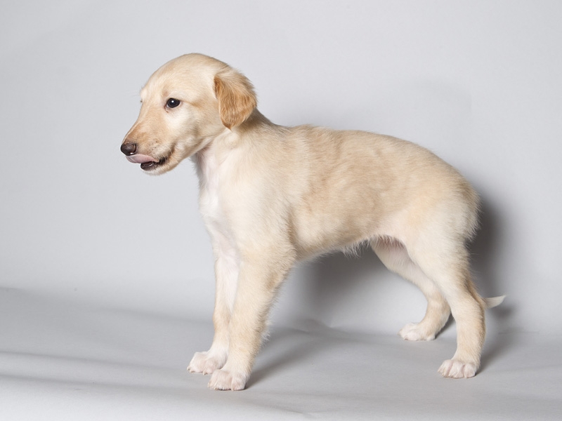 Sapphire2011litter/Randie_5weeks.JPG