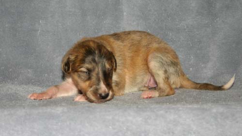 Sapphire2011litter/Rose_2weeks.jpg