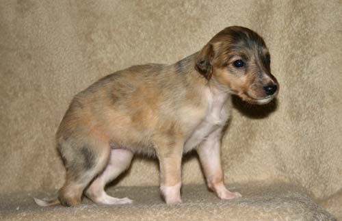 Sapphire2011litter/Rosie_4weeks2.jpg