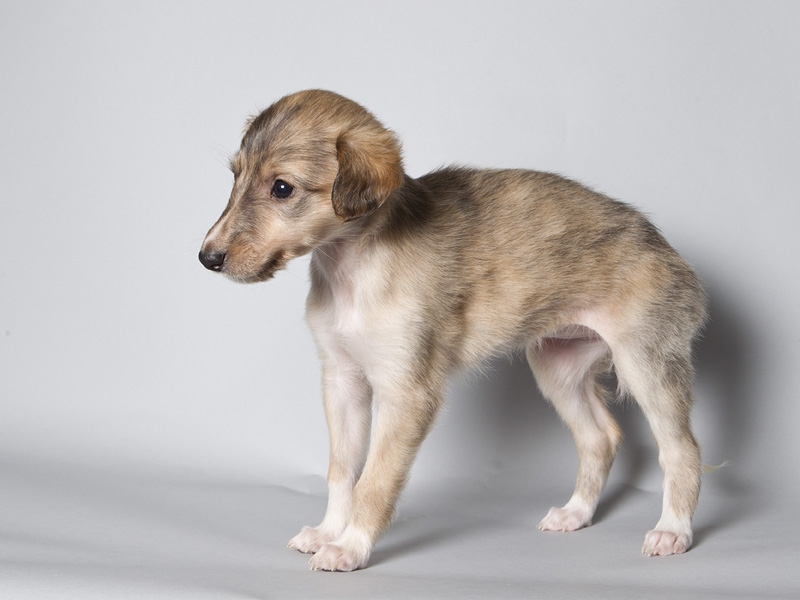 Sapphire2011litter/Rosie_5weeks.JPG