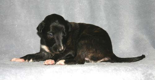 Sapphire2011litter/Rush_2weeks.jpg