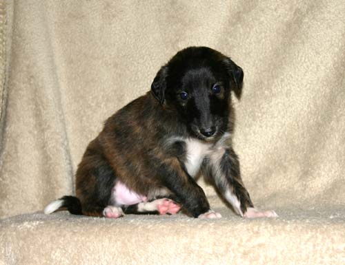 Sapphire2011litter/Rush_4weeks2.jpg